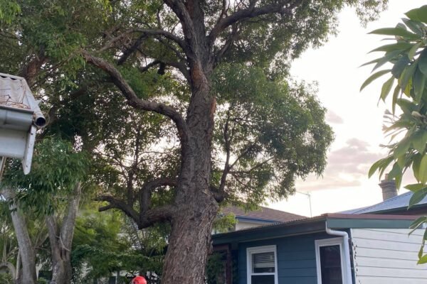 urbantree39