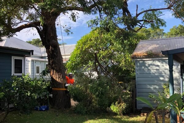 urbantree40
